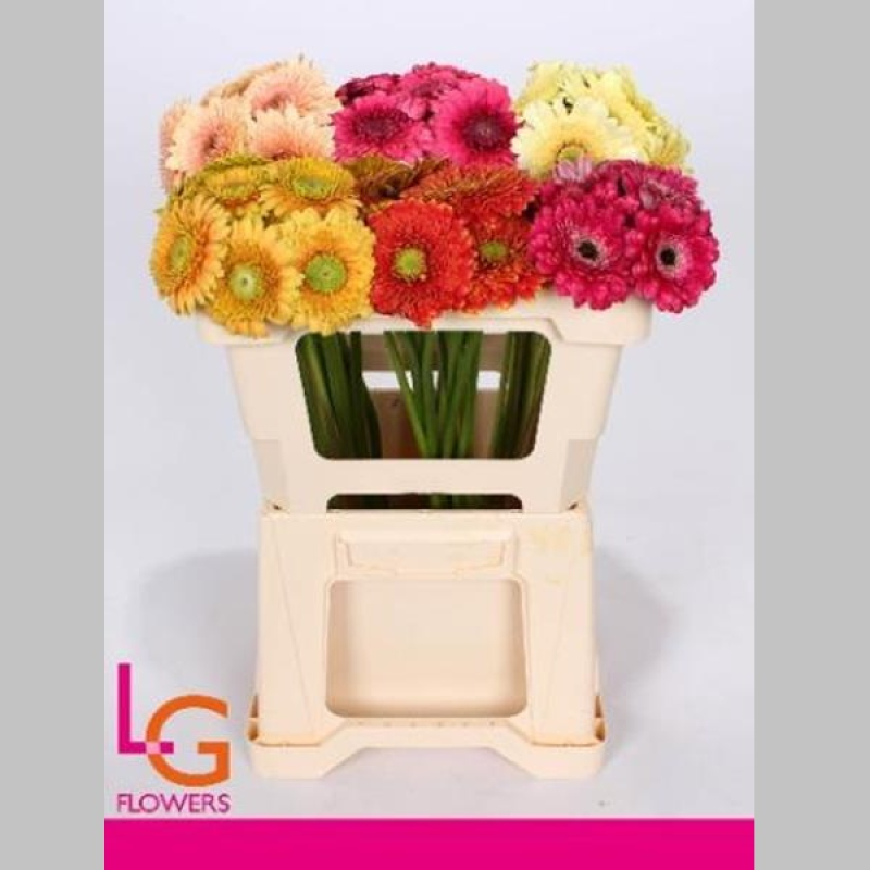 Gerbera Mixta, 50 cm, Pachet (10 buc.)